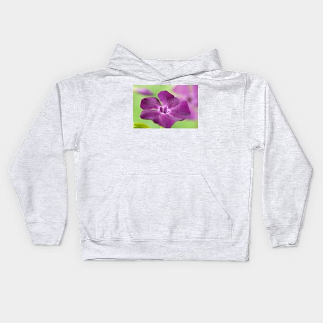 Vinca minor  &#39;Atropurpurea&#39;   AGM  Dark purple-flowered periwinkle  Syn.  Vinca minor &#39;Purpurea&#39;  Vinca minor &#39;Rubra&#39; Kids Hoodie by chrisburrows